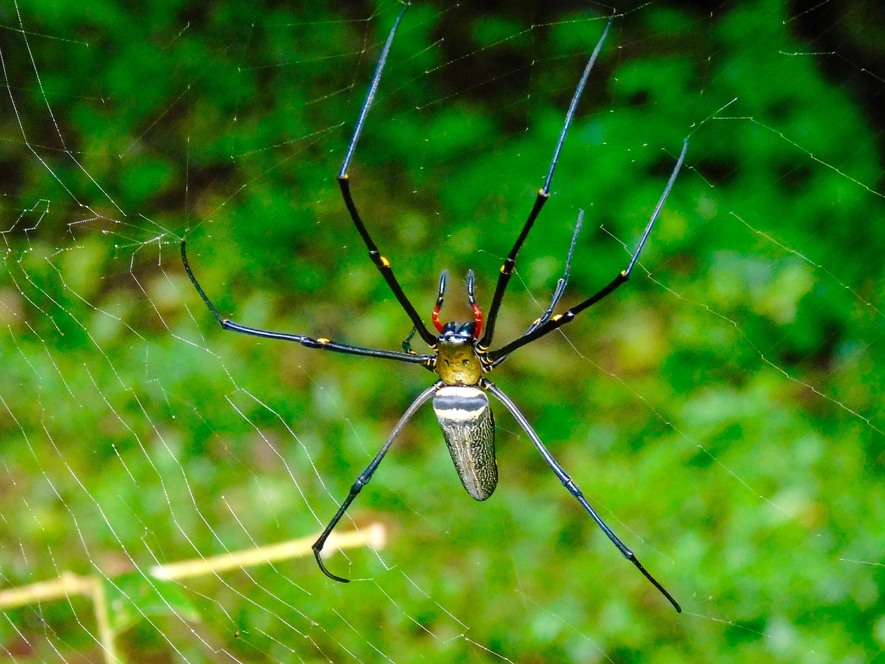 Voras, Internetas, Tailandas, Vabzdys, Gamta, Voratinklis, Arachnid, Natūralus, Nemokamos Nuotraukos,  Nemokama Licenzija