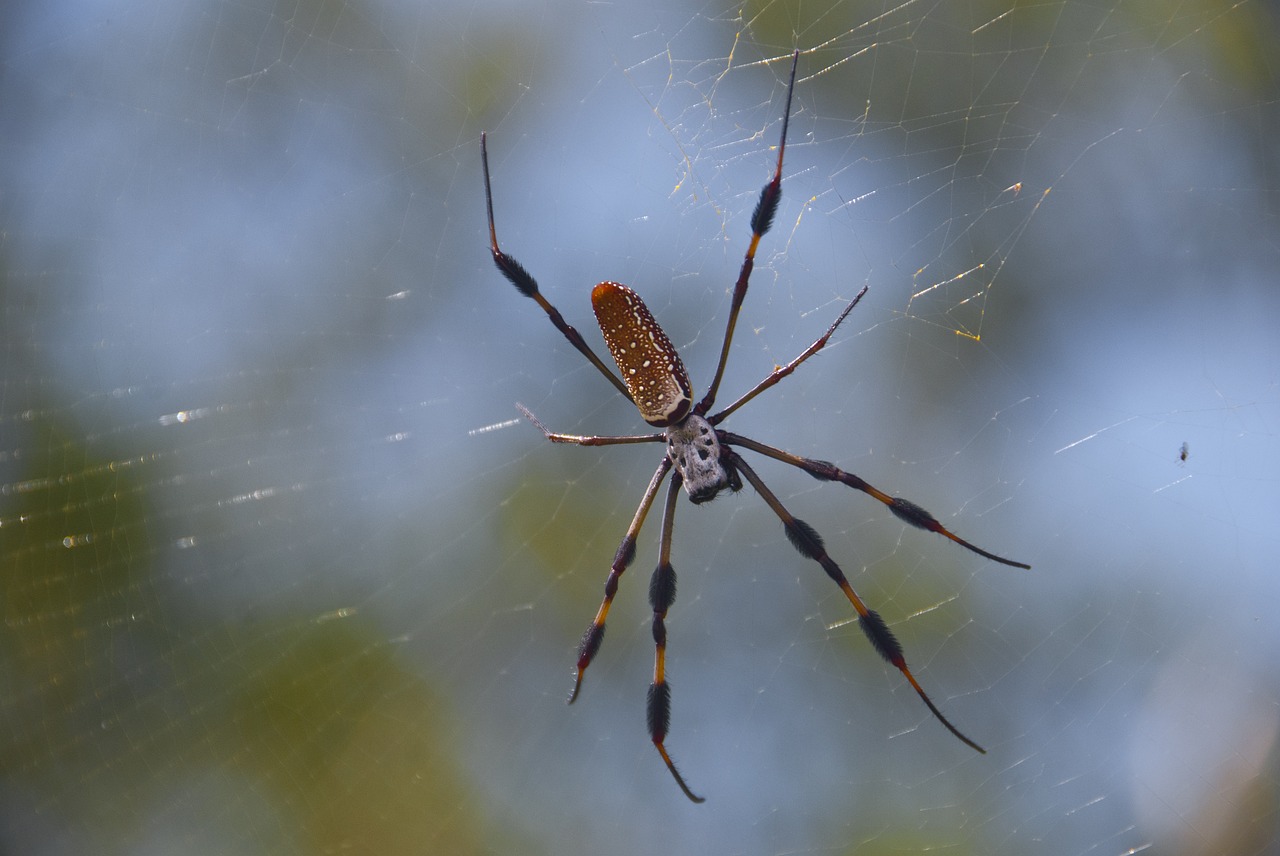 Voras, Bananų Voras, Internetas, Bokeh, Bananas, Arachnid, Gamta, Vabzdys, Milžinas, Miškas