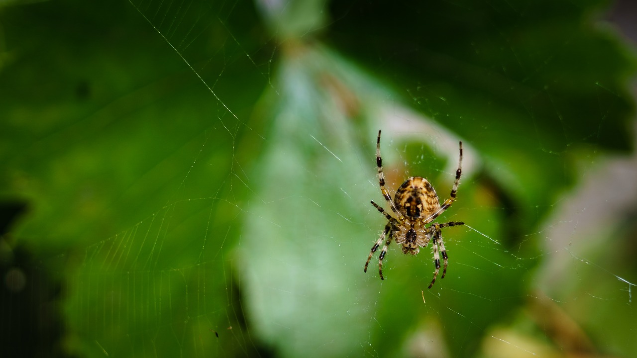 Voras, Tinklas, Voratinklis, Uždaryti, Arachnid, Gamta, Rasos Rasos, Vabzdys, Sodo Voras, Nemokamos Nuotraukos