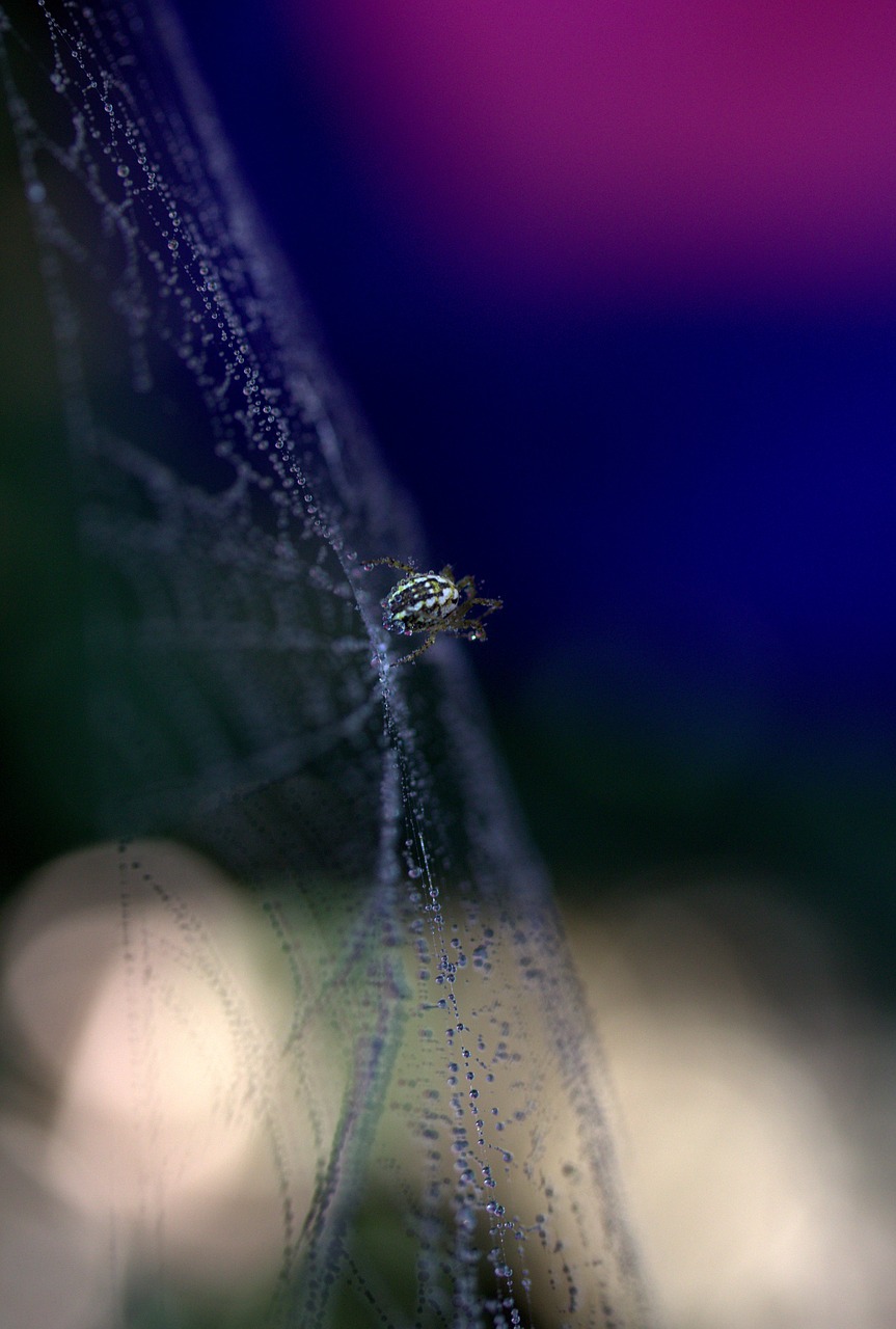 Voras, Voratinklis, Lašai, Užsikabinęs, Arachnid, Rasa, Vieta, Dažymas, Nemokamos Nuotraukos,  Nemokama Licenzija