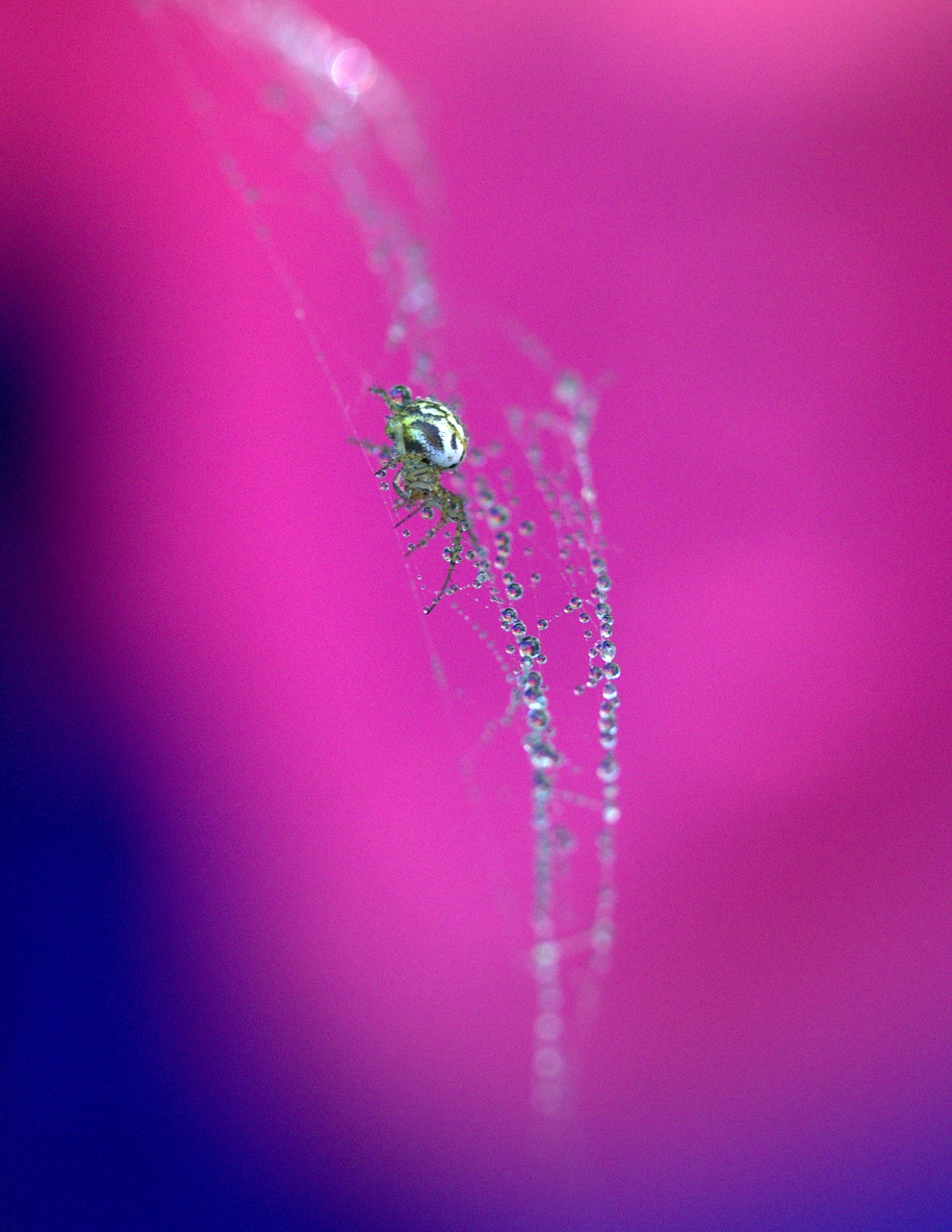 Voras, Voratinklis, Lašai, Užsikabinęs, Arachnid, Rasa, Vieta, Dažymas, Nemokamos Nuotraukos,  Nemokama Licenzija