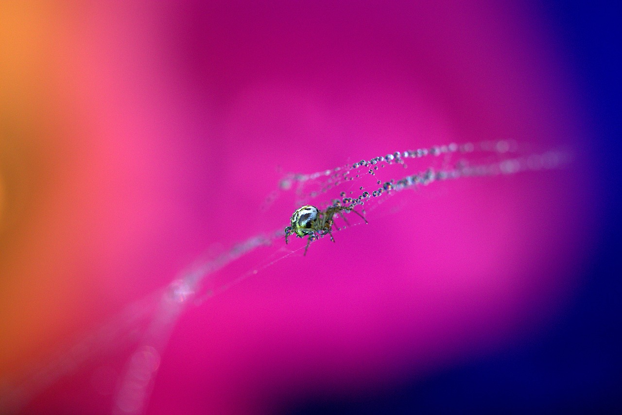 Voras, Voratinklis, Lašai, Užsikabinęs, Arachnid, Rasa, Vieta, Dažymas, Nemokamos Nuotraukos,  Nemokama Licenzija