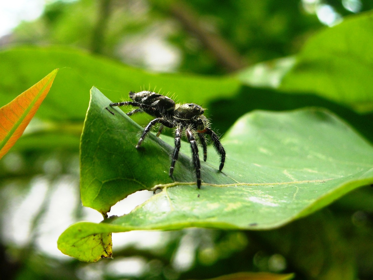 Voras, Tarantula, Juoda, Lapai, Žalias, Makro, Nemokamos Nuotraukos,  Nemokama Licenzija