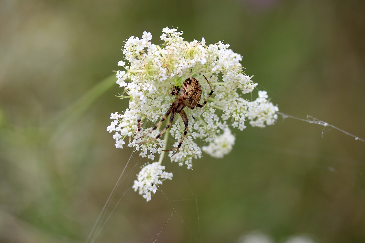 Voras, Gėlė, Balta, Arachnid, Nemokamos Nuotraukos,  Nemokama Licenzija