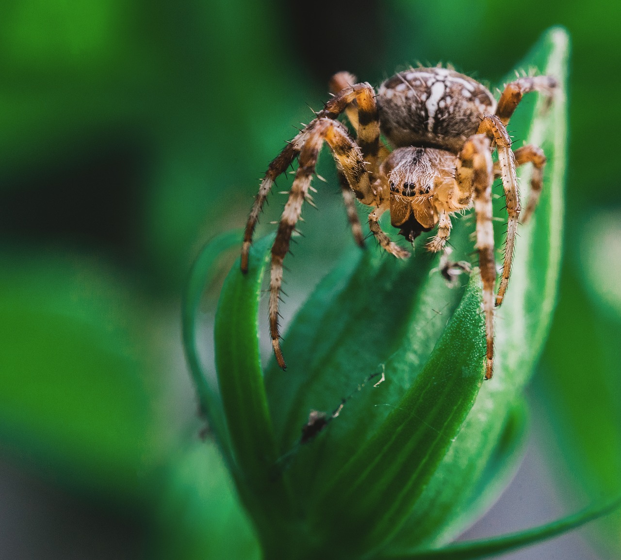 Voras, Gyvūnas, Arachnid, Voratinklis, Creepy, Gėlė, Sodas, Plaukuotas, Vabzdys, Bestuburiai