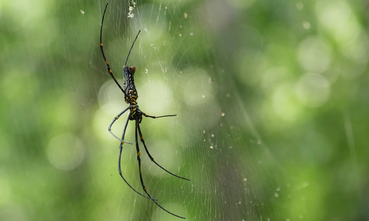 Voras, Internetas, Džiunglės, Arachnid, Voratinklis, Vabzdys, Gamta, Nemokamos Nuotraukos,  Nemokama Licenzija