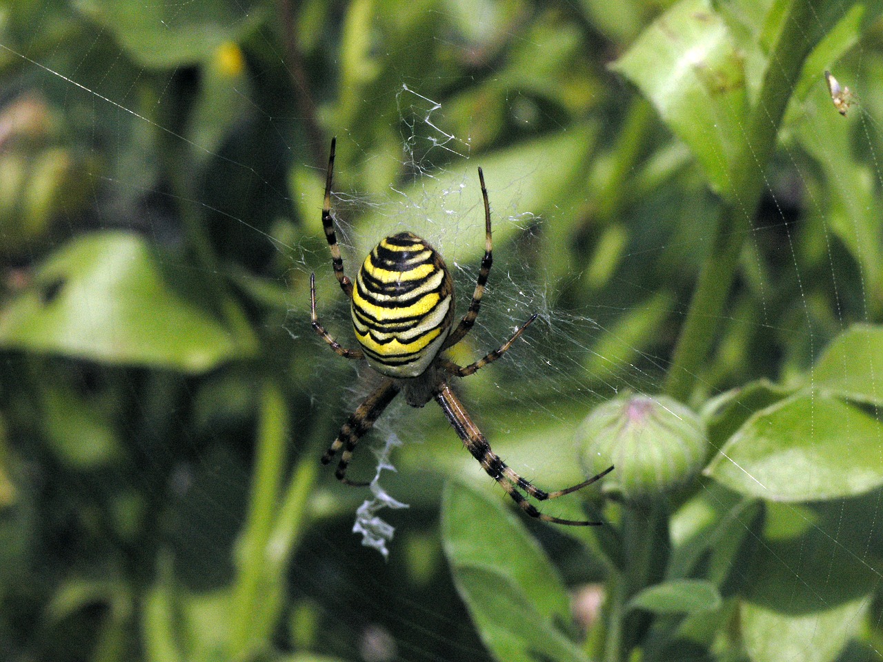 Voras, Zebraspinne, Uždaryti, Isp Spider, Tigro Voras, Voratinklis, Dryžuotas, Arachnid, Nemokamos Nuotraukos,  Nemokama Licenzija