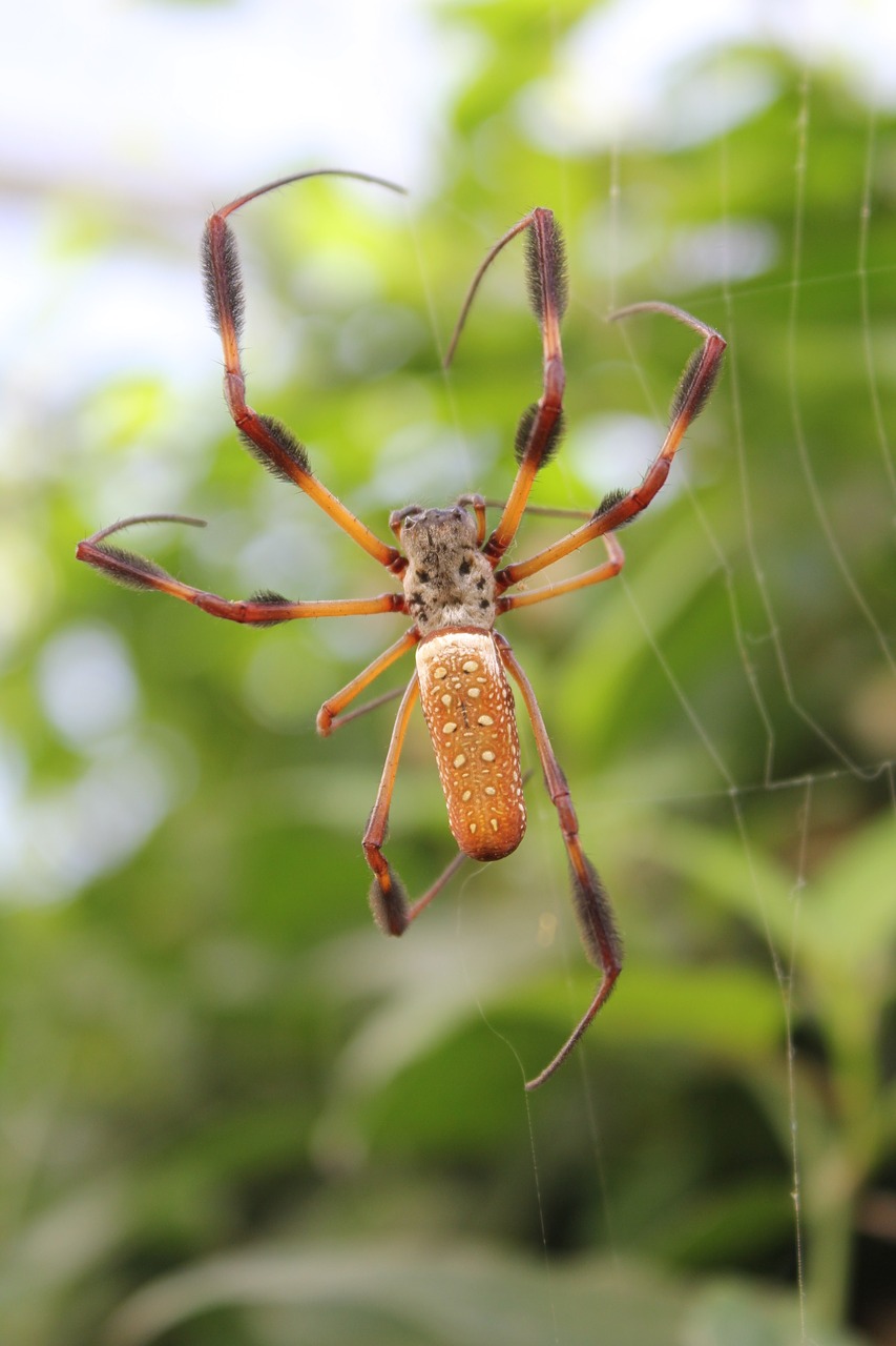 Voras, Vabzdys, Arachnid, Gyvūnas, Internetas, Gamta, Sodas, Natūralus, Nemokamos Nuotraukos,  Nemokama Licenzija