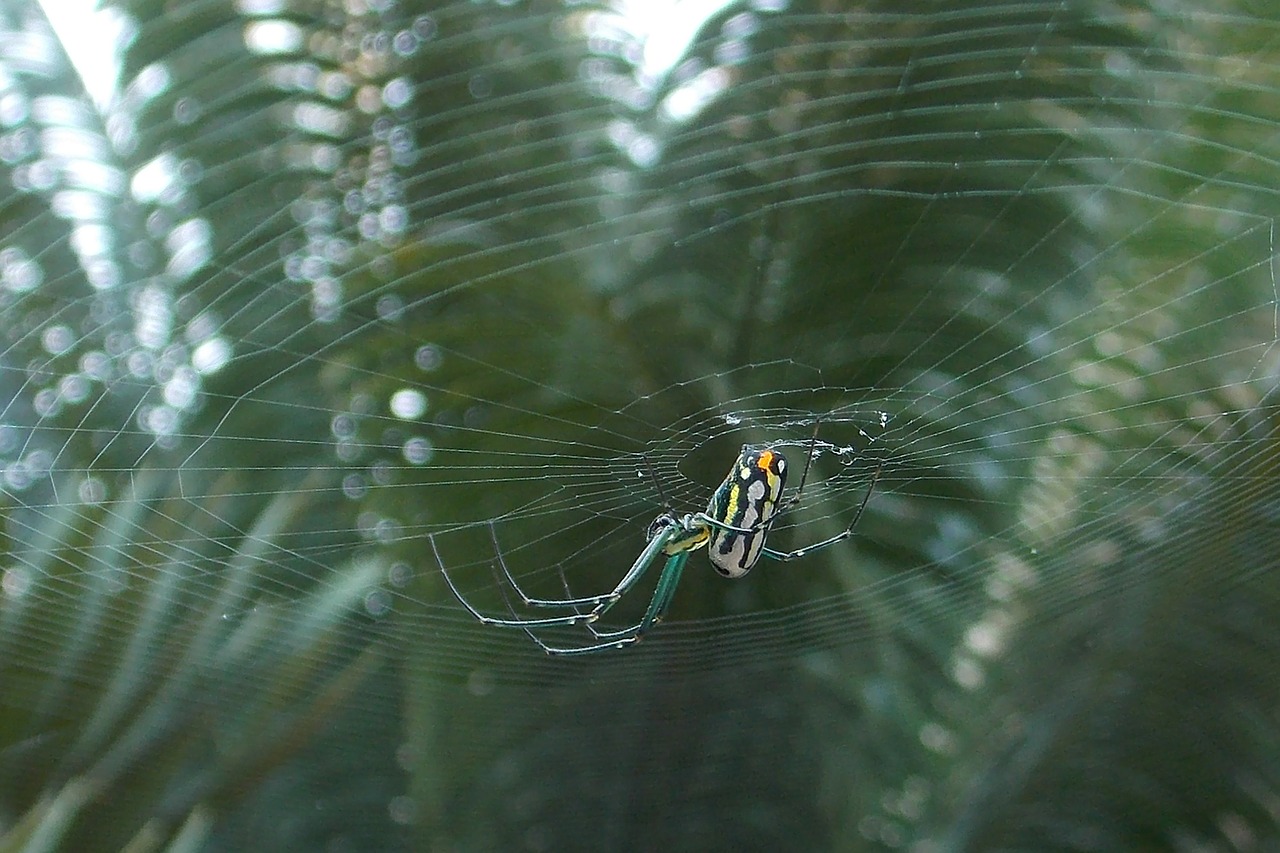 Voras, Internetas, Vabzdys, Arachnid, Metodas, Nemokamos Nuotraukos,  Nemokama Licenzija