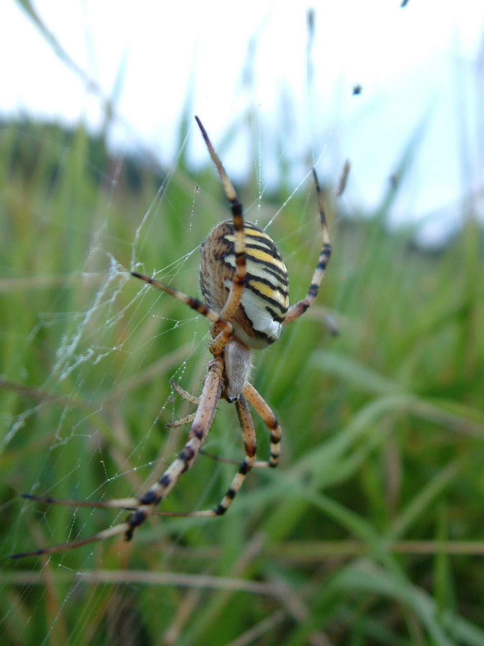 Voras, Vabzdys, Arachnid, Klaida, Pavojus, Halloween, Baugus, Voratinklis, Baimė, Siaubas