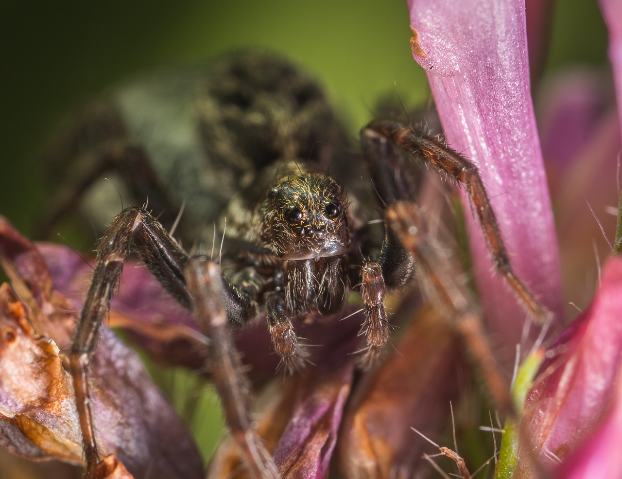 Voras, Voras Kaip Vabzdys, Vabzdys, Gamta, Gyvūnai, Voragyviai, Makro, Nemokamos Nuotraukos,  Nemokama Licenzija