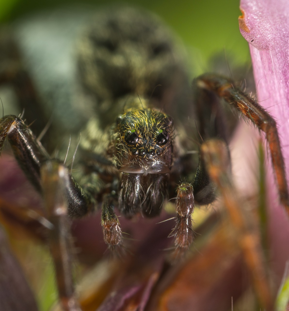 Voras, Bespozvonochnoe, Voragyviai, Makro, Nemokamos Nuotraukos,  Nemokama Licenzija