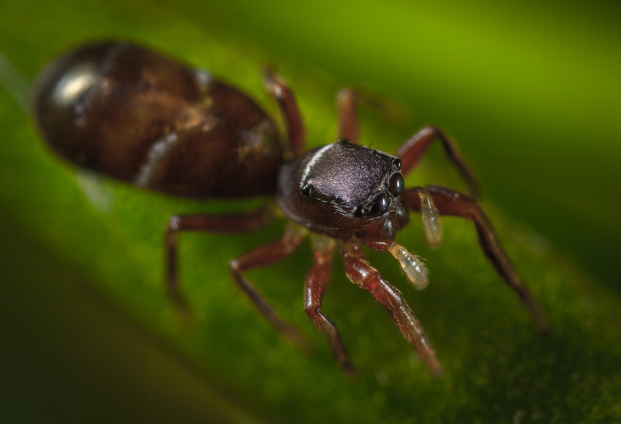 Voras, Bespozvonochnoe, Gamta, Gyvoji Gamta, Voragyviai, Voras Žirgas, Makro, Nemokamos Nuotraukos,  Nemokama Licenzija