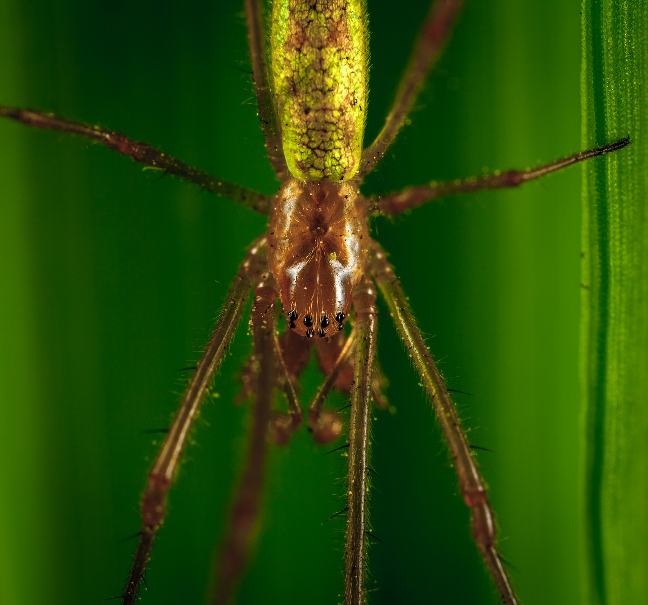 Voras, Bespozvonochnoe, Makro, Nemokamos Nuotraukos,  Nemokama Licenzija