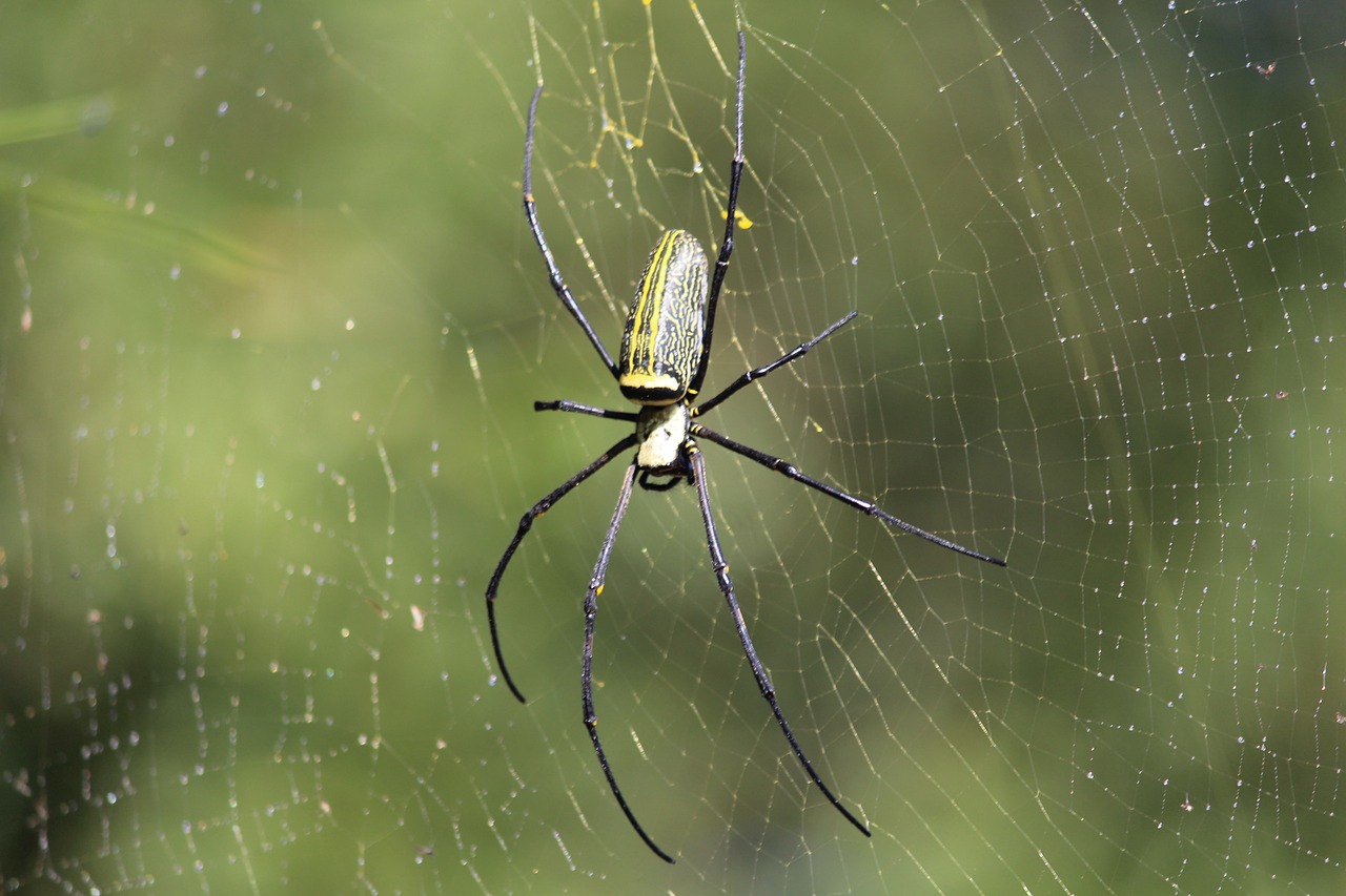 Voras, Vabzdys, Voratinklis, Arachnid, Gamta, Aplinka, Laukinė Gamta, Lauke, Internetas, Rasa