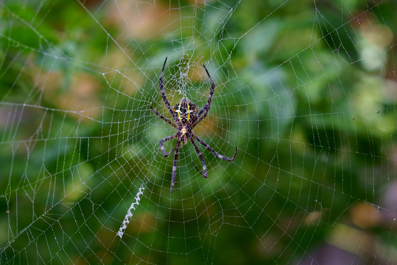 Voras, Voratinklis, Arachnid, Spąstus, Vabzdys, Nemokamos Nuotraukos,  Nemokama Licenzija