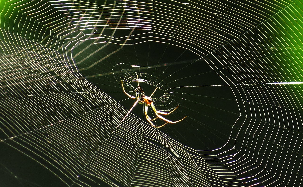 Voras, Internetas, Arachnid, Vabzdys, Armėnija, Nemokamos Nuotraukos,  Nemokama Licenzija