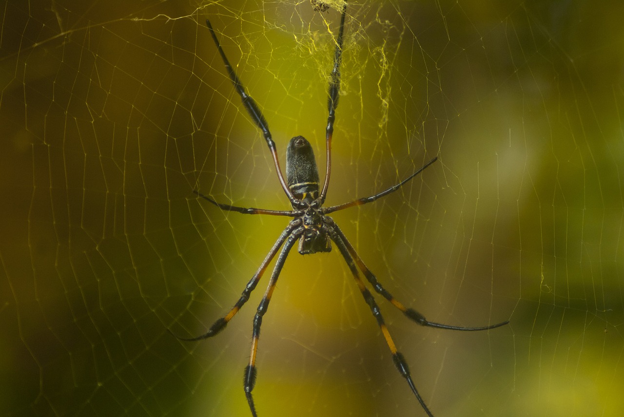 Voras,  Arachnid,  Voratinklis,  Vabzdys,  Be Honoraro Mokesčio, Nemokamos Nuotraukos,  Nemokama Licenzija