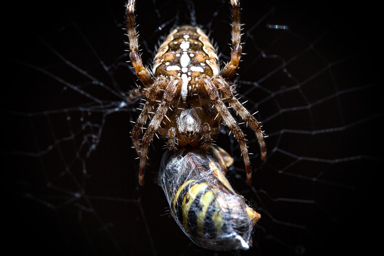 Voras,  Arachnid,  Vabzdys,  Gamta,  Dilgčiojimas,  Gyvūnų Pasaulis,  Gyvūnas,  Fobija,  Creepy,  Tamsa