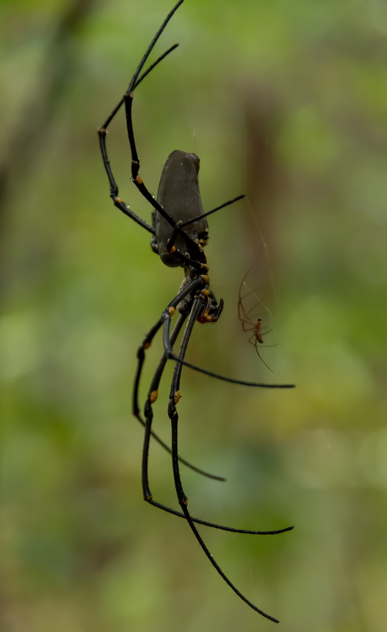 Voras,  Internetas,  Didelis,  Aukso Orb Audėjas,  Nefilijos Pilipės,  Moteris,  Laukiniai,  Atogrąžų Miškai,  Queensland,  Australia