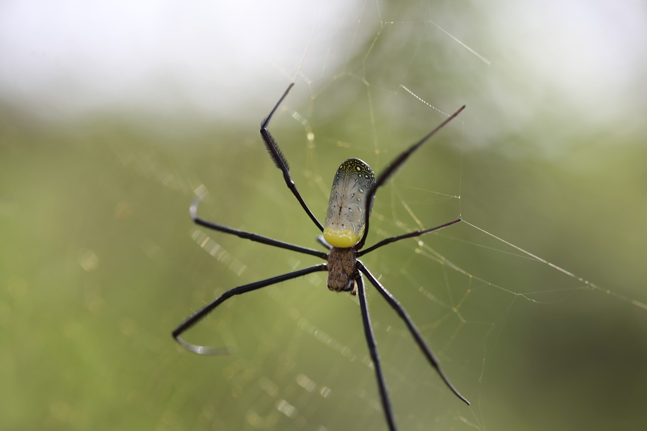 Voras,  Vabzdys,  Arachnid,  Gamta,  Bestuburiai,  Voratinklis,  Lauke,  Laukinė Gamta,  Fobija,  Creepy