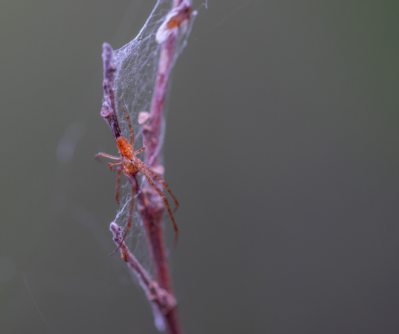 Voras,  Voratinklis,  Makro, Nemokamos Nuotraukos,  Nemokama Licenzija