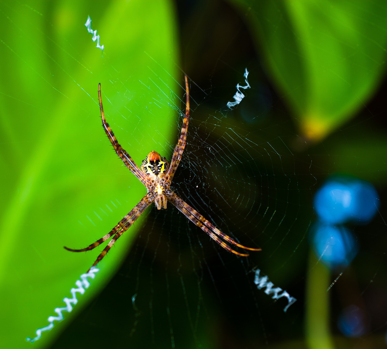 Voras, Arachnid, Tinklas, Uždaryti, Nemokamos Nuotraukos,  Nemokama Licenzija