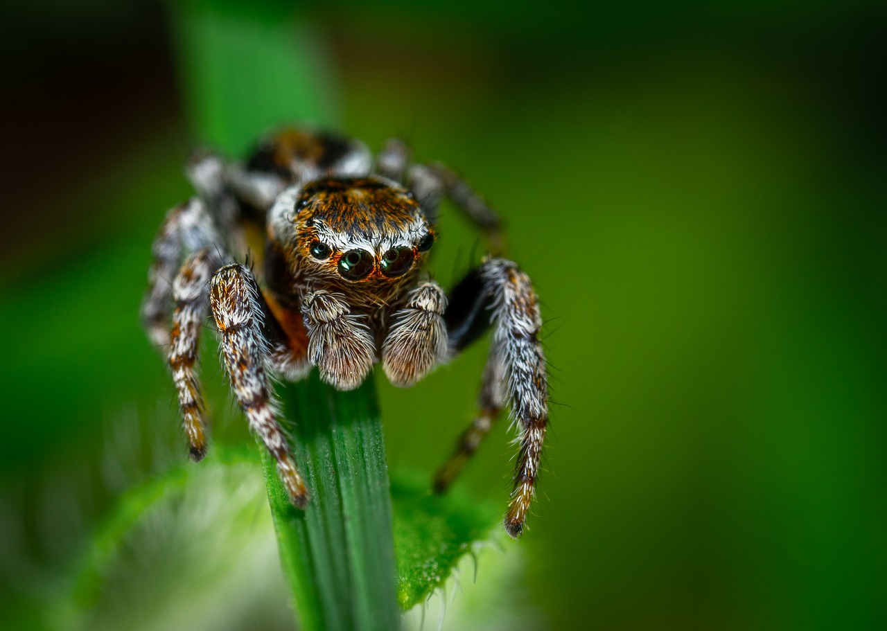 Speeder,  Arahnids,  Bestuburis,  Greitasis Automobilis Rucker,  Makro, Nemokamos Nuotraukos,  Nemokama Licenzija