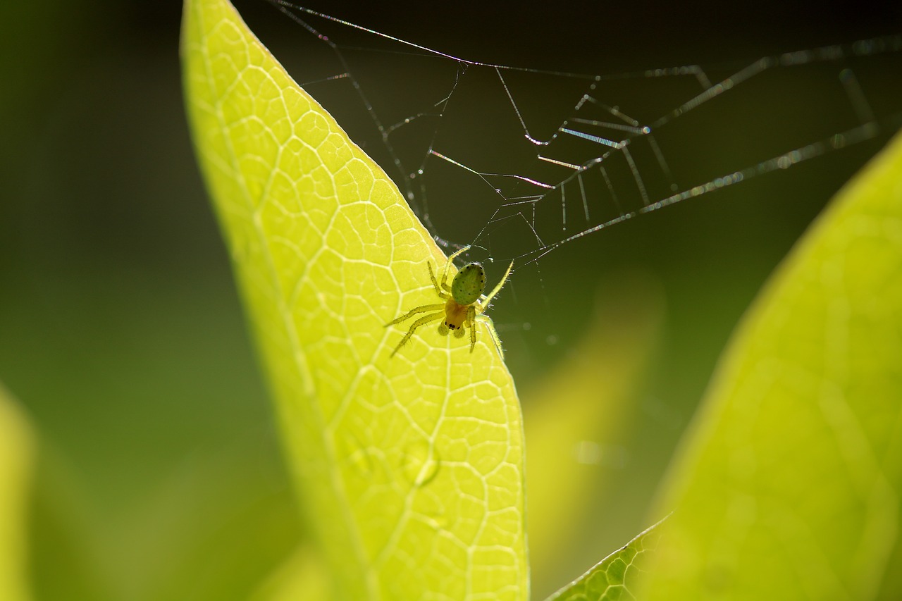 Voras,  Interneto,  Lapas,  Vabzdys,  Makro,  Gamta, Nemokamos Nuotraukos,  Nemokama Licenzija