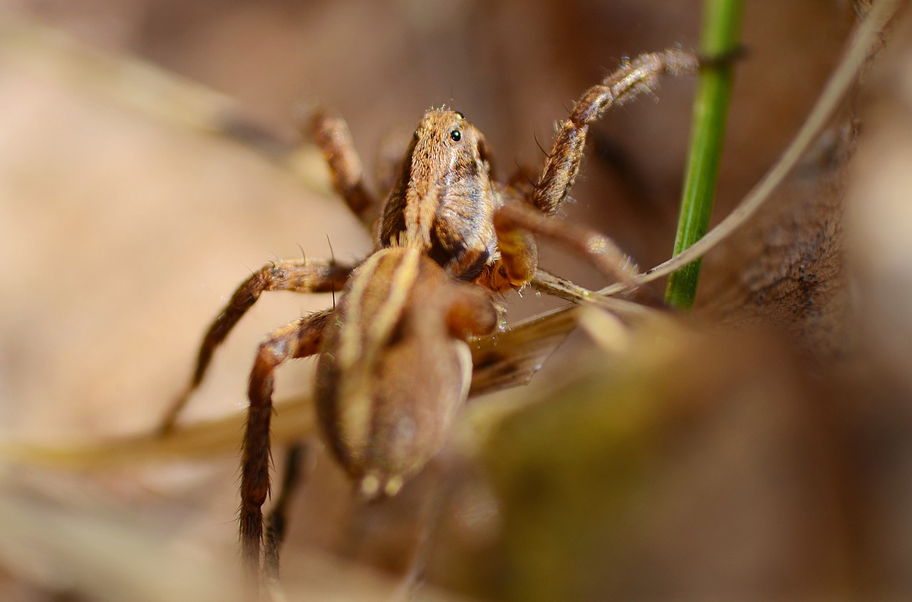 Voras,  Rudi,  Gyvūnas,  Makro,  Micro,  Vabzdys,  Pobūdį,  Pėdų,  Molis,  Šalis