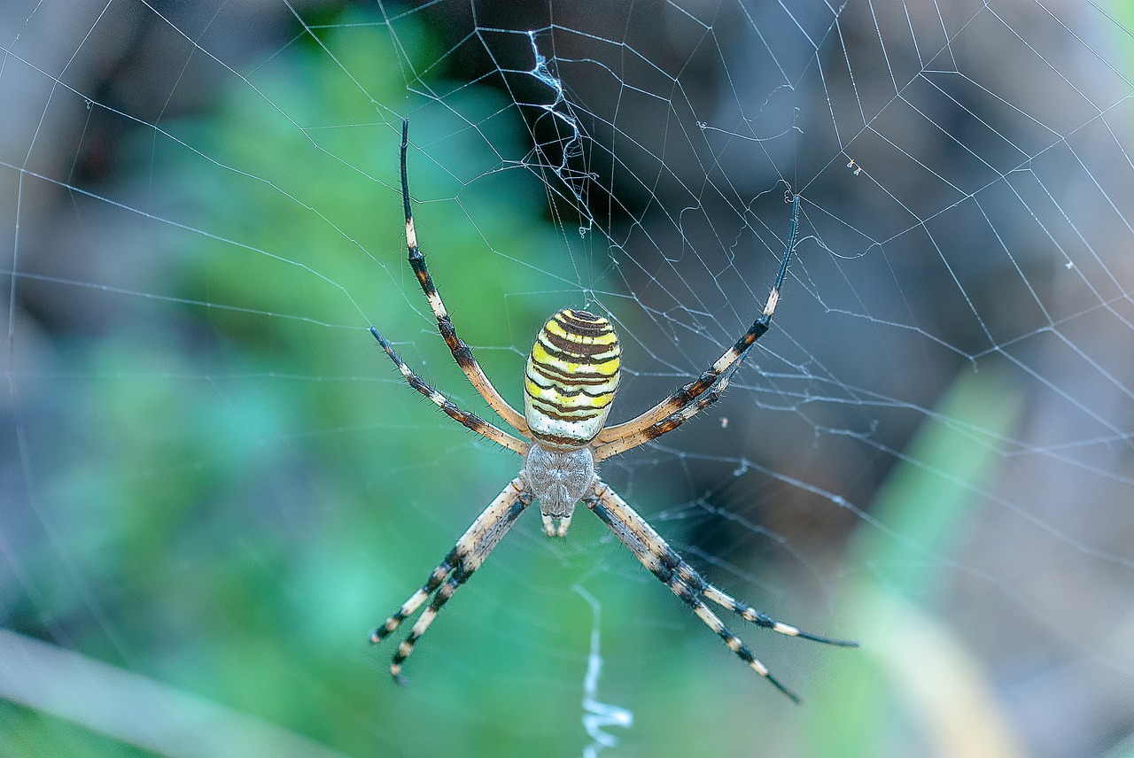 Voras,  Argiope Sirsenis,  Drobė,  Vabzdys,  Voragyvis,  Pobūdį,  Plėšrūnas, Nemokamos Nuotraukos,  Nemokama Licenzija