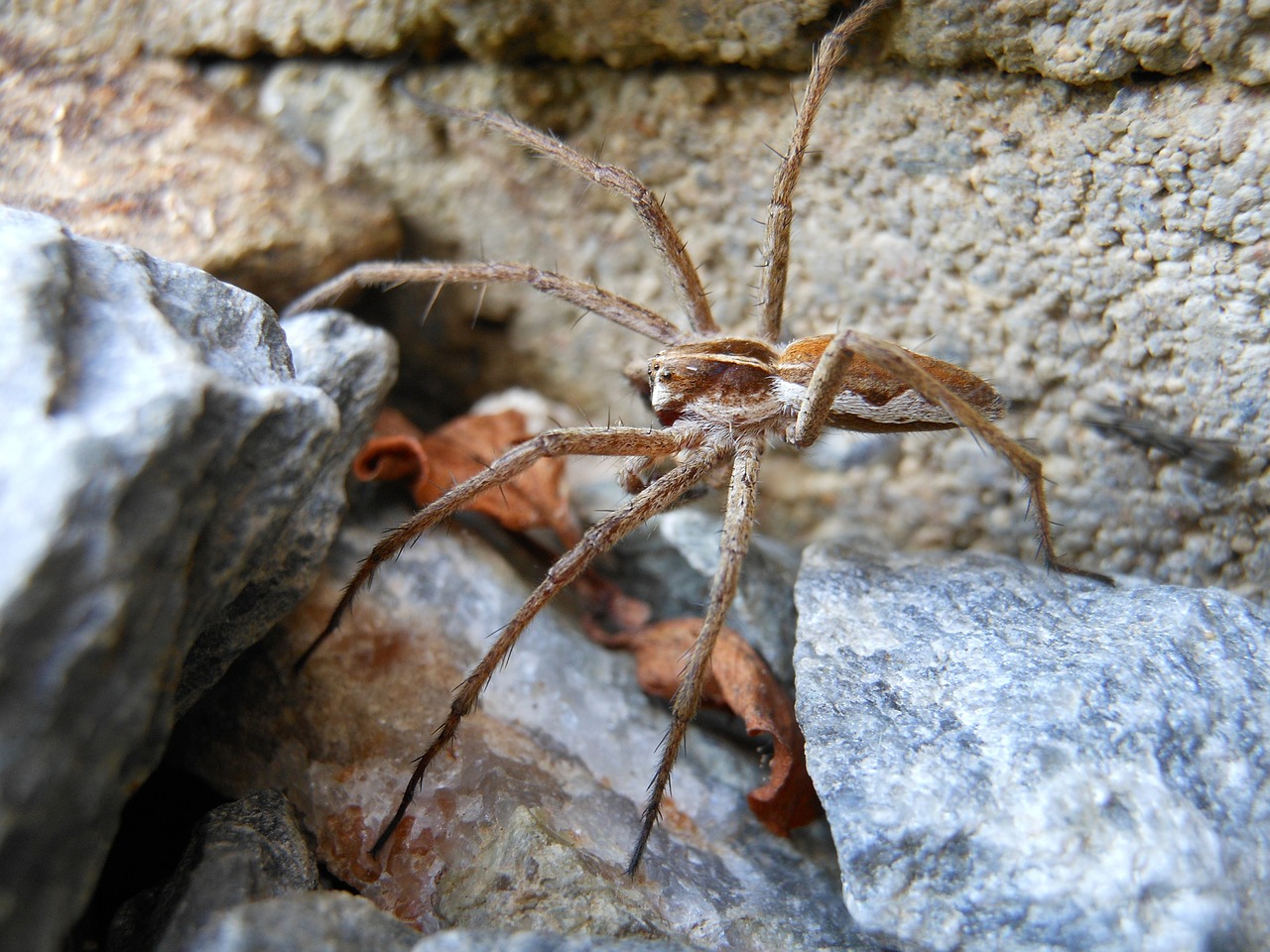 Voras, Makro, Išsamiai, Lovčík Hajní, Pisaura Mirabilis, Pavasaris, Gamta, Nemokamos Nuotraukos,  Nemokama Licenzija