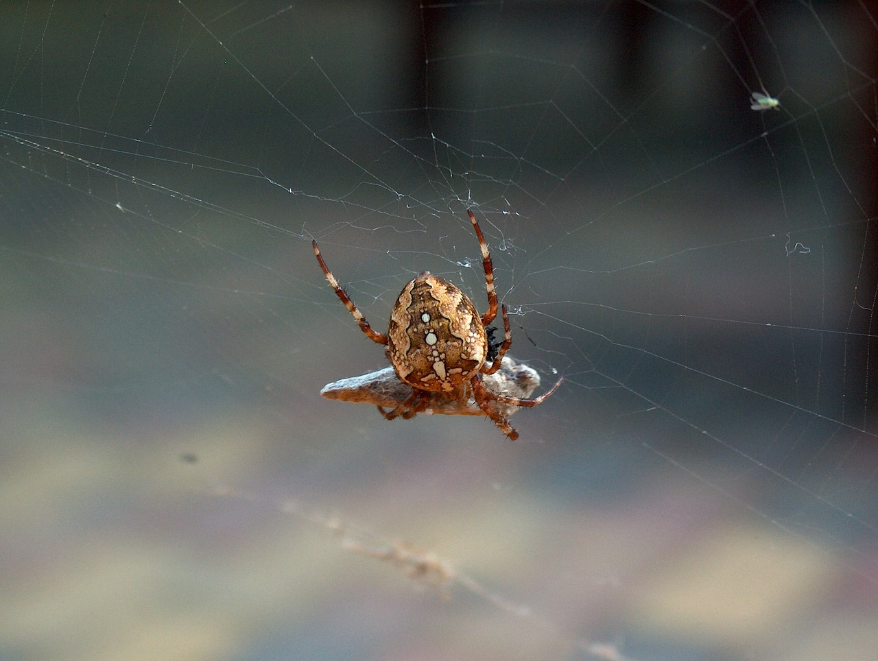 Voras, Gamta, Voratinklis, Vabzdys, Tinklas, Arachnid, Gyvūnai, Nemokamos Nuotraukos,  Nemokama Licenzija