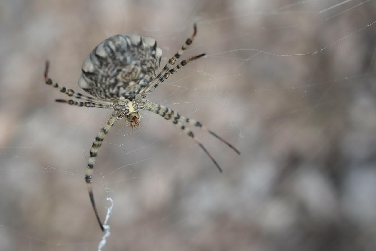 Voras, Arachnid, Arachnofobija, Didelis, Internetas, Vabzdys, Gamta, Ruda, Balta, Iš Arti