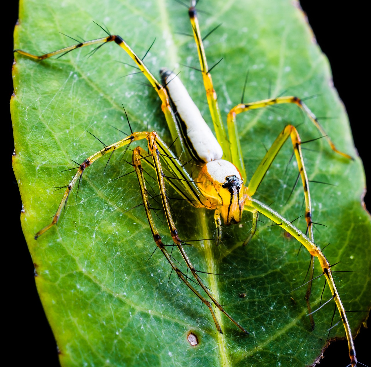 Voras, Arachnid, Vabzdys, Uždaryti, Nemokamos Nuotraukos,  Nemokama Licenzija