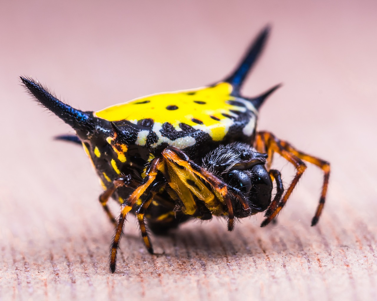 Voras, Arachnid, Vabzdys, Uždaryti, Geltona, Egzotiškas, Atogrąžų, Nemokamos Nuotraukos,  Nemokama Licenzija