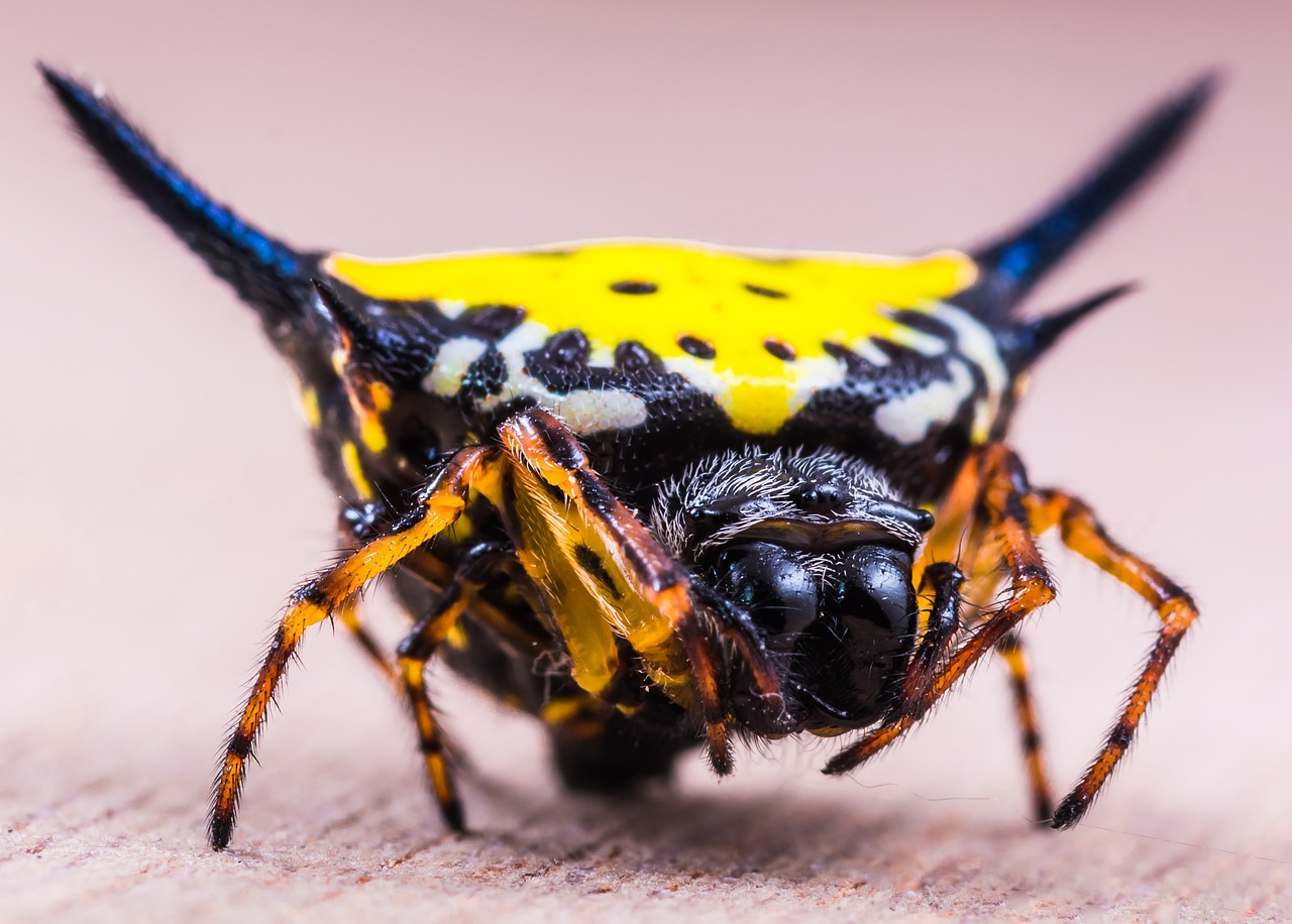 Voras, Arachnid, Vabzdys, Uždaryti, Geltona, Egzotiškas, Atogrąžų, Nemokamos Nuotraukos,  Nemokama Licenzija