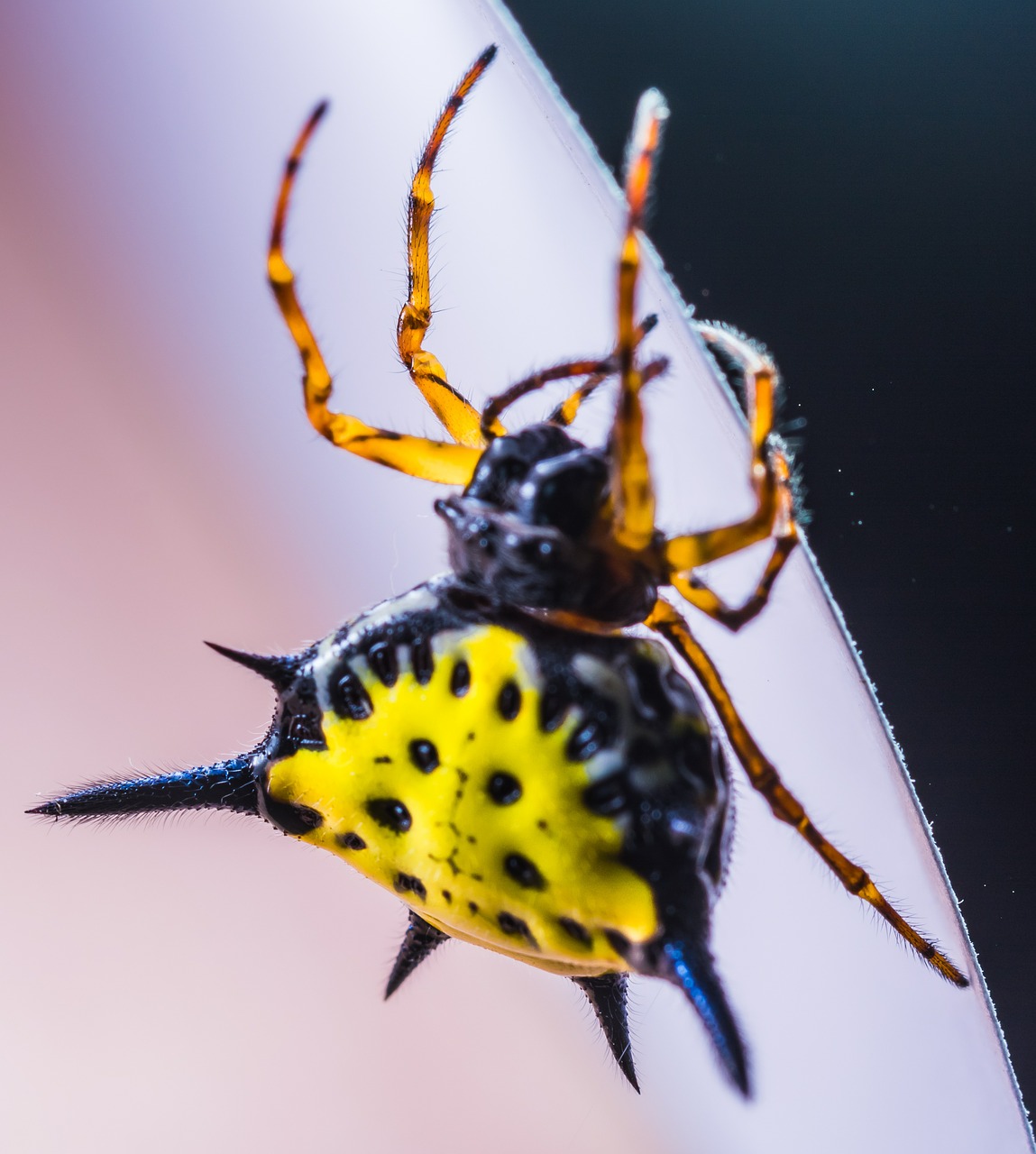 Voras, Arachnid, Vabzdys, Uždaryti, Geltona, Egzotiškas, Atogrąžų, Nemokamos Nuotraukos,  Nemokama Licenzija