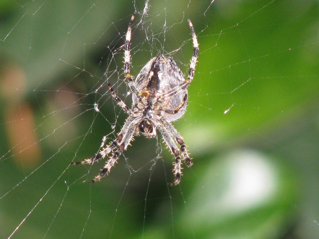 Voras, Spidero Kūnas, Padaras, Gyvūnas, Gyvūnų Pasaulis, Voratinklis, Gamta, Nemokamos Nuotraukos,  Nemokama Licenzija