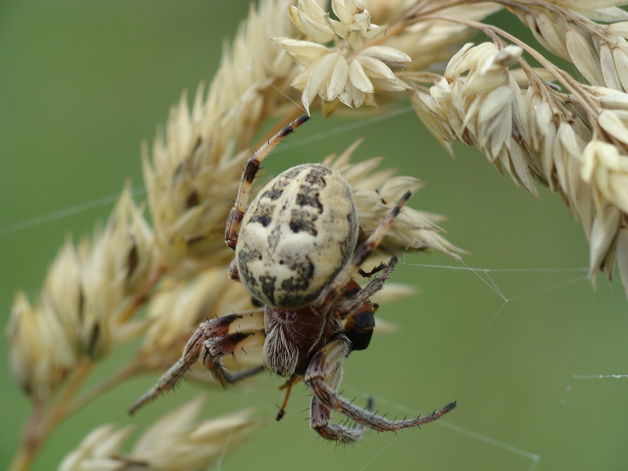 Voras, Voratinklis, Makro, Tinklas, Nemokamos Nuotraukos,  Nemokama Licenzija