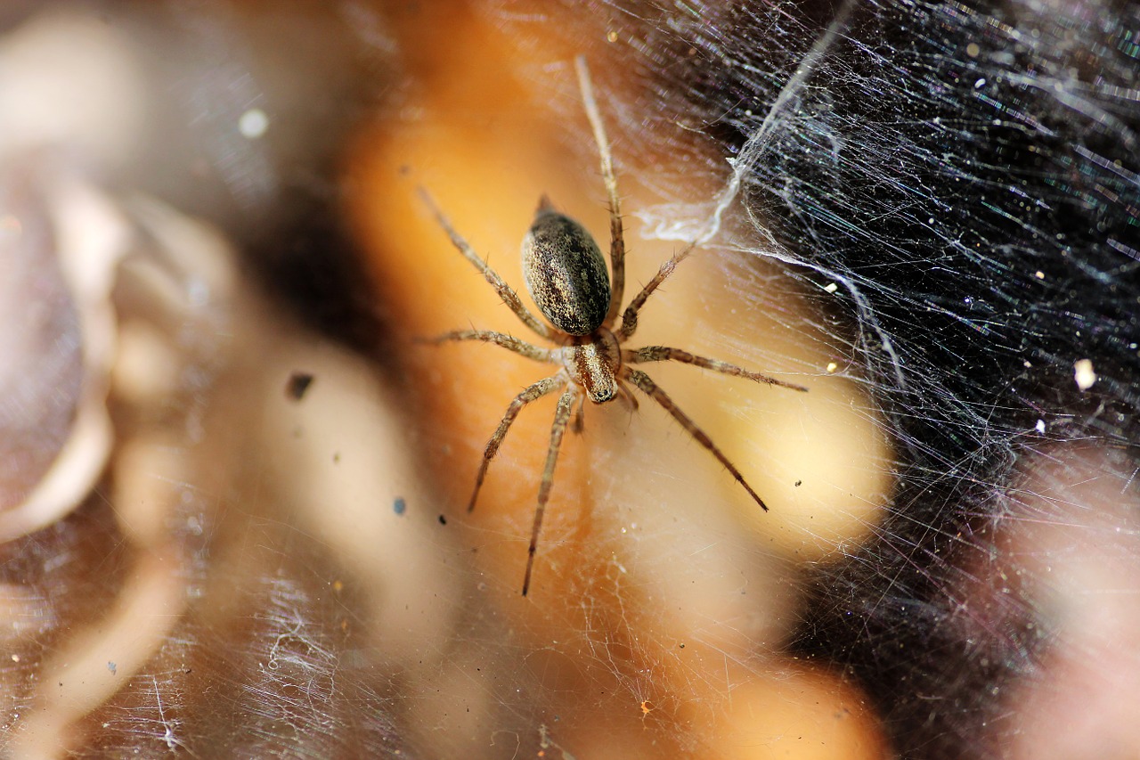 Voras, Voratinklis, Neto, Pavojus, Iš Arti, Vabzdys, Baimė, Arachnofobija, Arachnid, Nemokamos Nuotraukos