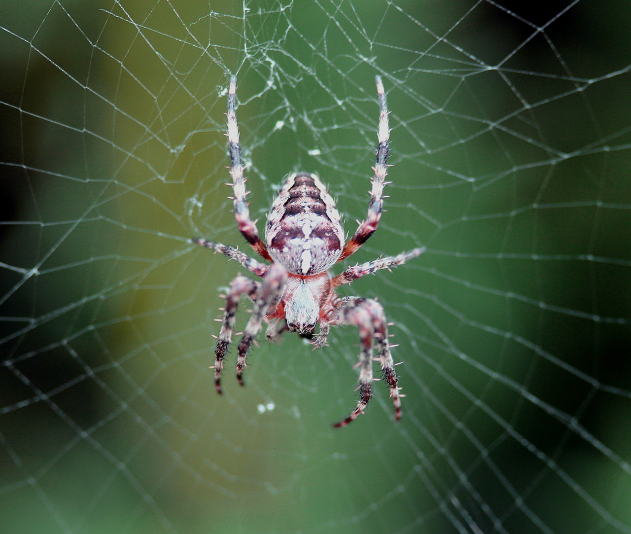 Voras, Voratinklis, Tikras Orb Audėjas, Arachnid, Gyvūnai, Gyvūnų Pasaulis, Nemokamos Nuotraukos,  Nemokama Licenzija