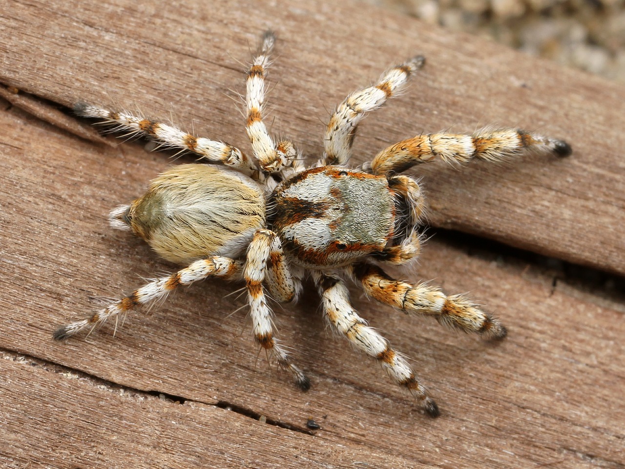 Voras, Plaukuotas, Arachnid, Suaugęs, Patinas, Habronattus Amicus, Laukinė Gamta, Nemokamos Nuotraukos,  Nemokama Licenzija