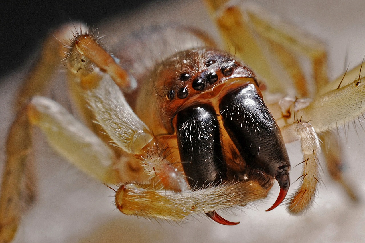 Voras, Arachnid, Makro, Vabzdys, Klaida, Gamta, Gyvūnas, Biologija, Nemokamos Nuotraukos,  Nemokama Licenzija