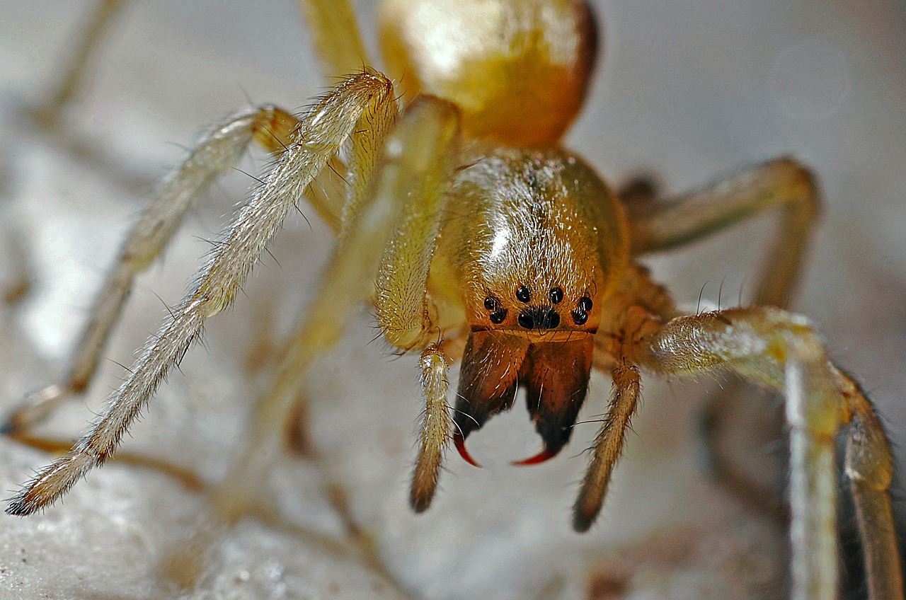 Voras, Arachnid, Makro, Gamta, Gyvūnas, Plėšrūnas, Klaida, Nemokamos Nuotraukos,  Nemokama Licenzija