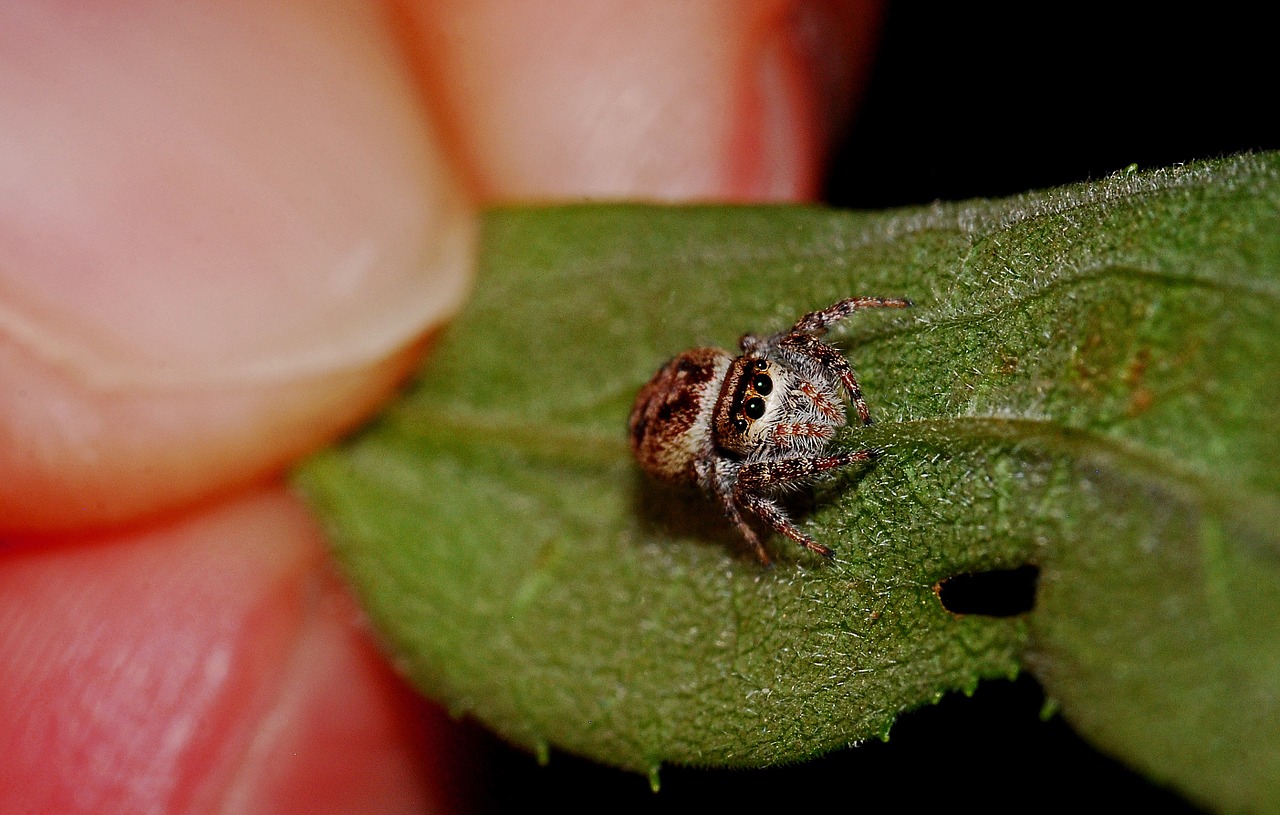 Voras, Arachnid, Makro, Šokinėja, Zoologija, Laukinė Gamta, Gamta, Nariuotakojų, Klaida, Nemokamos Nuotraukos