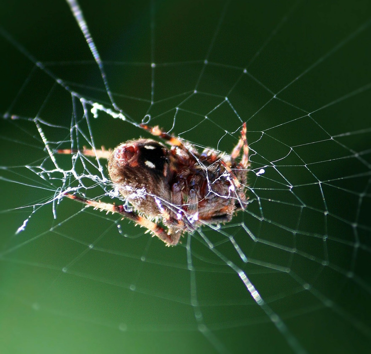 Voras, Poilsis, Internetas, Arachnid, Poilsio, Makro, Fauna, Padaras, Nemokamos Nuotraukos,  Nemokama Licenzija