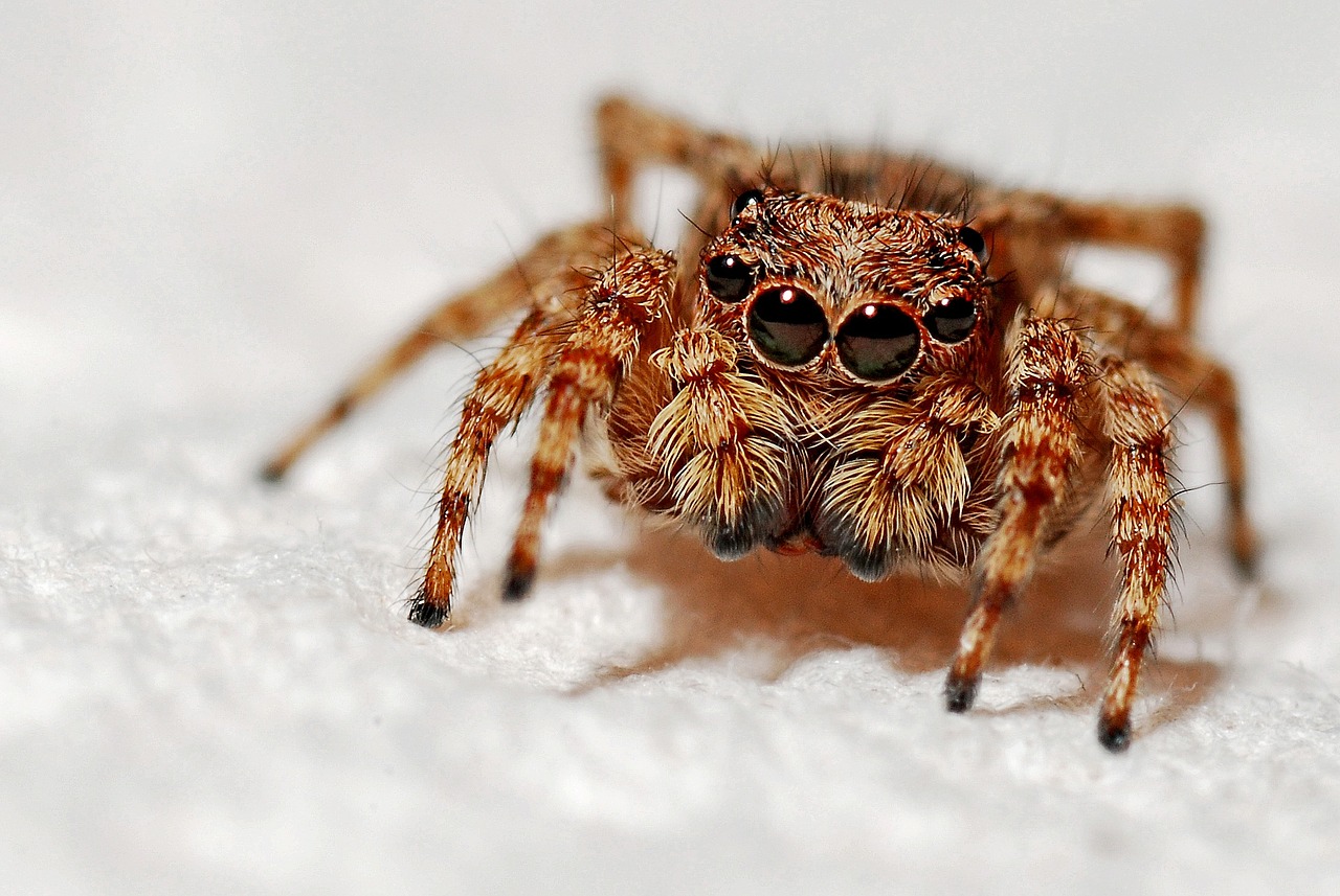 Voras, Makro, Vabzdys, Arachnid, Gamta, Mažas, Gyvūnas, Plėšrūnas, Fauna, Ruda