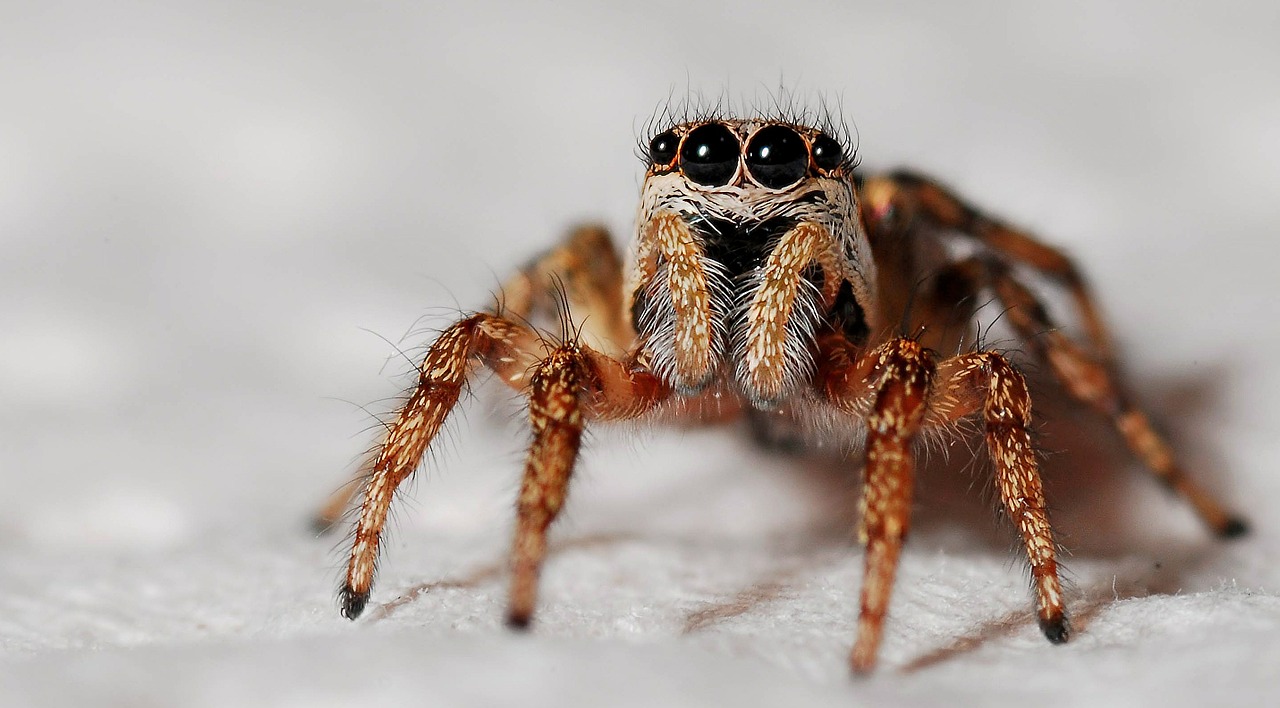 Voras, Makro, Zebras Voras, Vabzdys, Arachnid, Gamta, Laukinė Gamta, Plėšrūnas, Nemokamos Nuotraukos,  Nemokama Licenzija