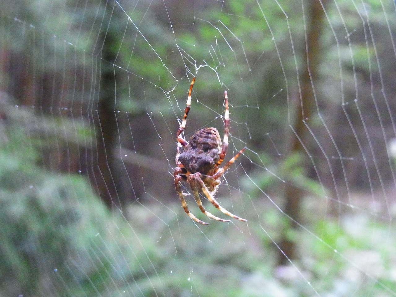 Voras, Arachne, Voratinklis, Tinklas, Gyvūnas, Miškas, Pieva, Nemokamos Nuotraukos,  Nemokama Licenzija